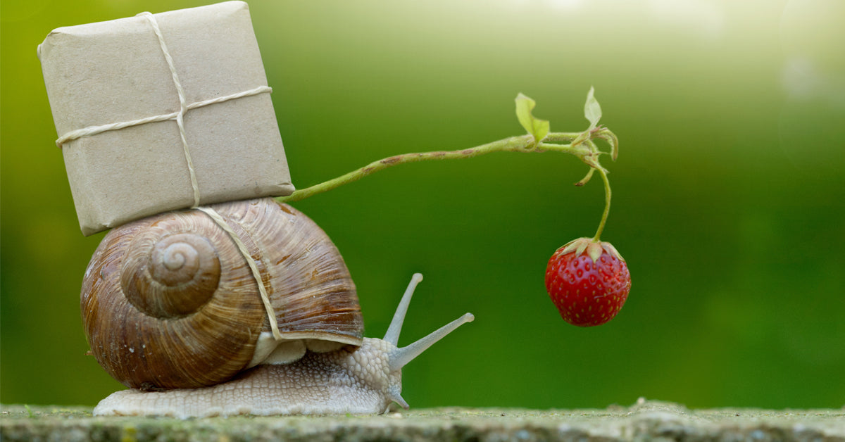 Email Snail Does sending